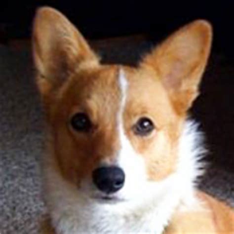 Here are a few tips on how to seamlessly transition your home into a corgi home. Corgi Rescue (@CorgiDogRescue) | Twitter