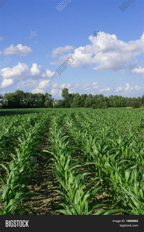 Corn Field Image And Photo Free Trial Bigstock