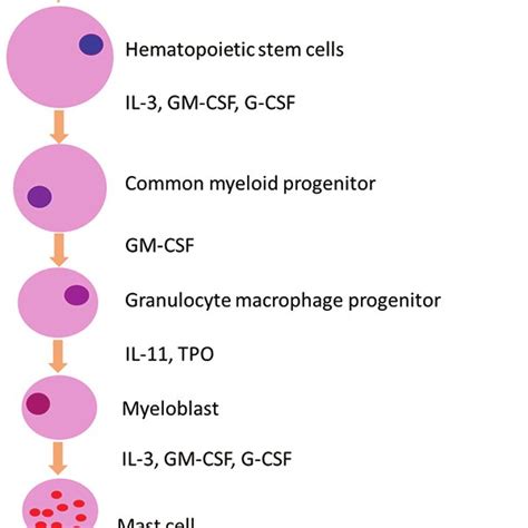 Differentiation Stages Of Mast Cells Download Scientific Diagram
