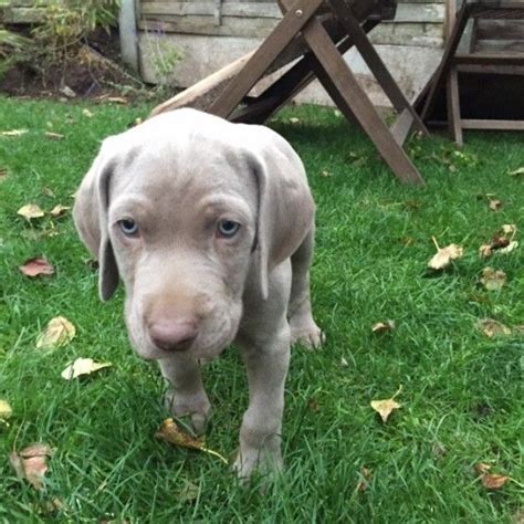Weimaraners are alert, steady and intelligent dogs that love to be outdoors. Weimaraner Puppies For Sale | Bloomfield Avenue, CT #193434