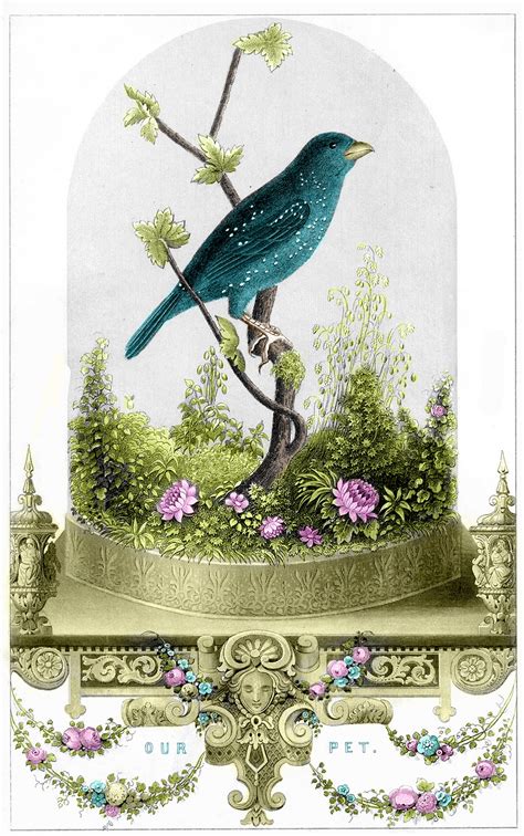Download free fairies coloring pages for kids available at educationalcoloringpages to develop art skills of your children. Vintage Printable - Breathtakingly Beautiful Bird in ...