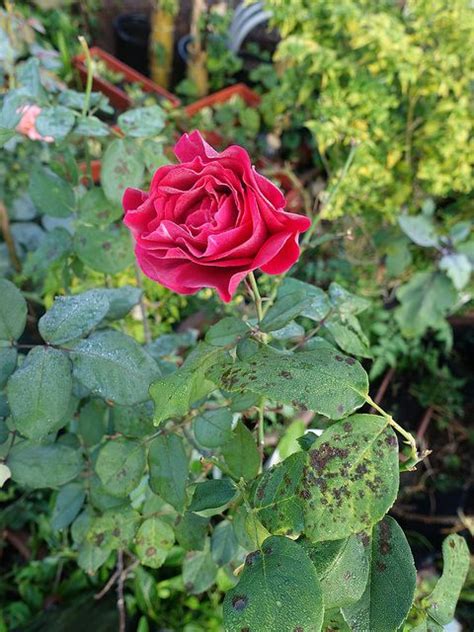 Whats Wrong With My Rose Bush Troubleshooting Common