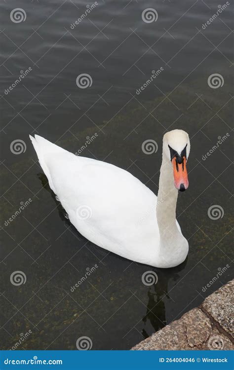Fotografia Vertical De Um Cisne Mudo Branco Cygnus Olor A Nadar Num