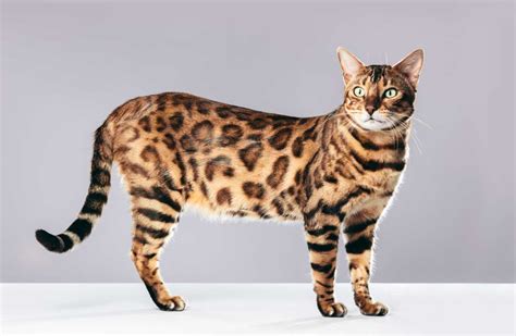 The Big House Cats That Look Like Cheetahs Big House Cats