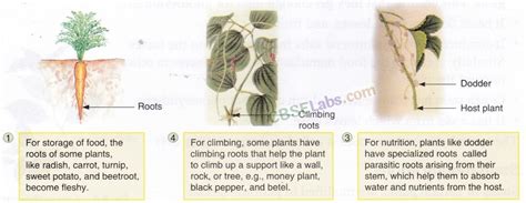 Getting To Know Plants Class 6 Notes Science Chapter 7 Cbse Labs
