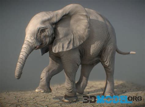 3d Model African Elephant Calf Sculpt Pbr