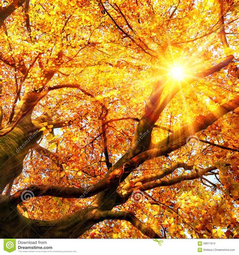 The Autumn Sun Shining Through Gold Leaves Stock Photo Image Of Flora