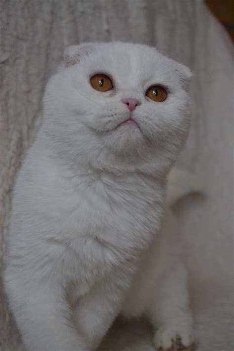 Scottish Fold White As Snow Scottish Fold Cats For Sale Price