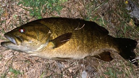 Skidmores Smallmouth Bass Is The Fish Of The Week Wbkb 11