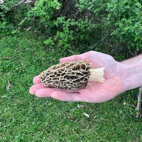 How & Where to Find Morel Mushrooms in Ohio | The Starving Chef