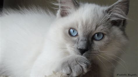 Please don't offer less than asking price, as we need to secure good homes for our kids kids 1 boy left x dad is a pure ragdoll king. Ragdoll Cat Price Uk