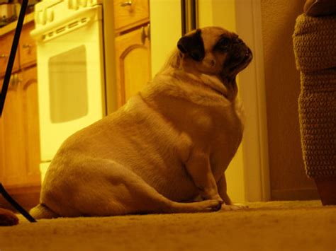 3 Signs Your Pug Is Overweight