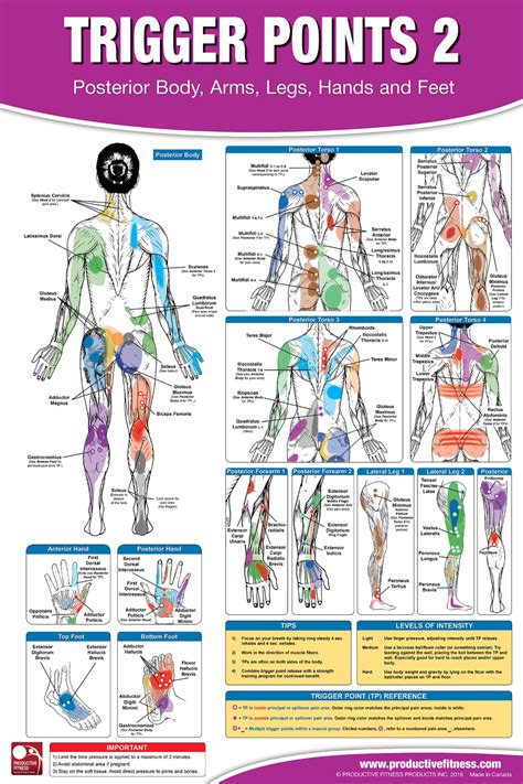 trigger point therapy chart poster set acupressure charts myofascial trigger points massa