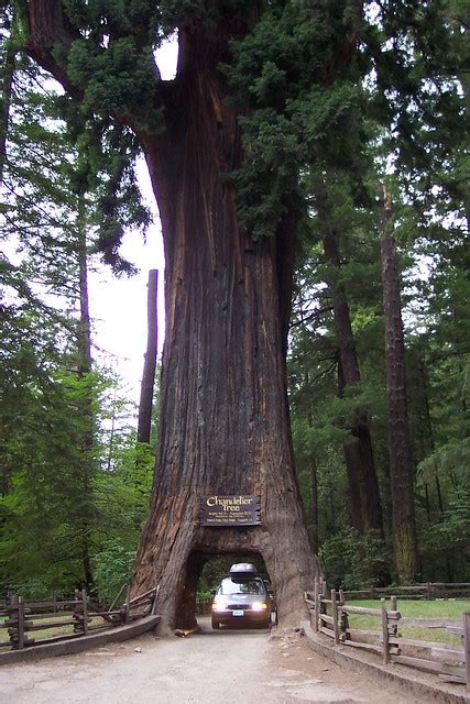California Redwood Trees Flickr Photo Sharing