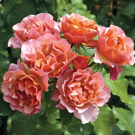 Rose Bushes For Sale Amazon Garden Plant