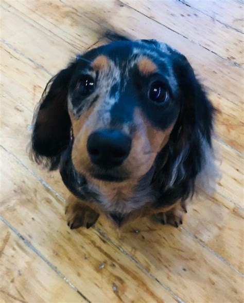 Hounds Town Dumbo - Home