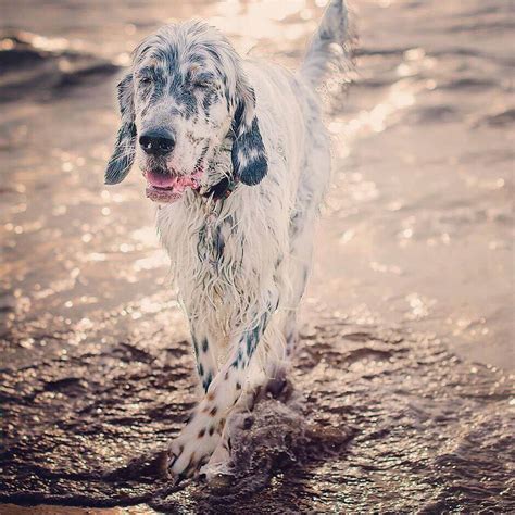 14 Interesting Facts About English Setters The Dogman