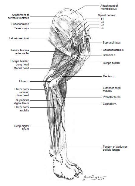 Their legs are designed to propel them. gram-stained-paws (Subcutaneous Musculature of the ...