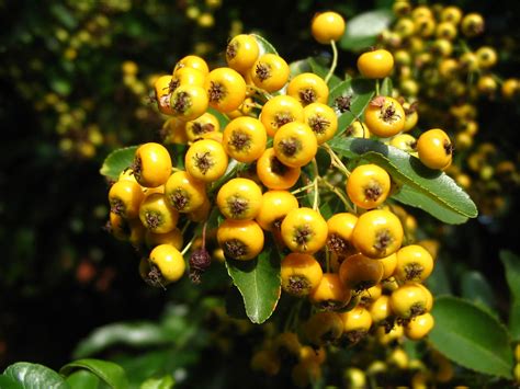 Yellow Pyracantha Theamanda Flickr