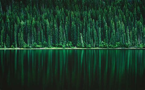壁紙 緑の森、川、自然 1920x1200 Hd 無料のデスクトップの背景 画像