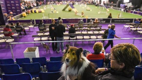 The Westminster Kennel Club Agility Competition For 2018