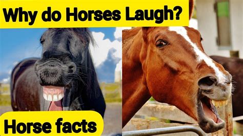 10 Interesting Facts About Horses Youtube