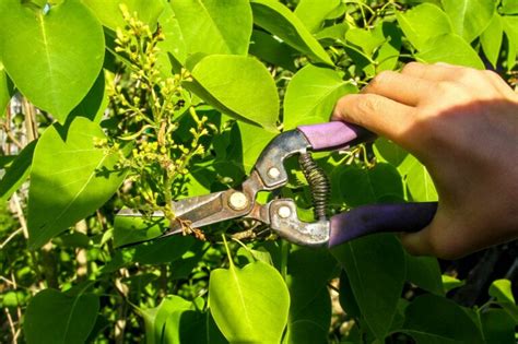 Ich wüßte gerne, wann der beste zeitpunkt ist um eine magnolie im unteren bereich zurück zu schneiden. Flieder schneiden: Wann & wie zurückschneiden? - Plantura