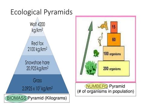 Ppt Ecology Powerpoint Presentation Free Download Id5262324