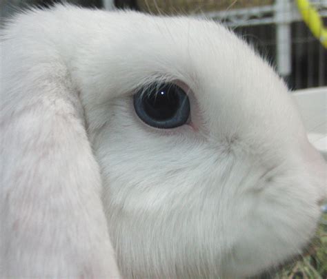 Holland Lop Blue Eyed White Rabbit Usa