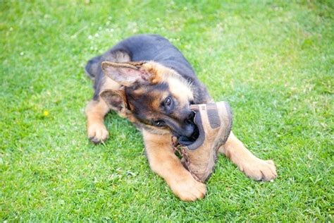 The Ultimate Guide To Your 6 Month Old German Shepherd From Puppies To