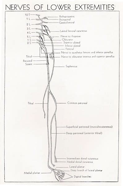 Superficial Peroneal Nerve Anatomy Orthobullets