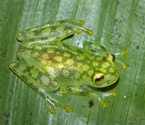 ➦ glass frogs are small amphibians, about the length of a fingernail. Reticulated Glass Frog Facts and Pictures