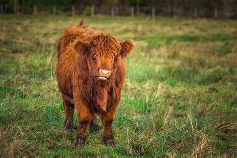 Premium Photo Scottish Red Highland Cow