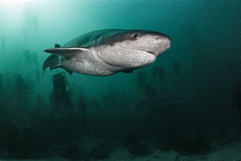 Broadnose Sevengil Cow Shark In The Kelp Forest Photography By Terry