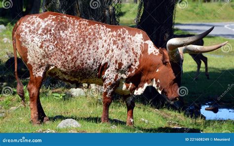 Ankole Watusi Is A Modern American Breed Of Domestic Cattle Stock
