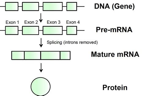 Mrna is a large rna molecule family which conveys genetic information to the ribosome from the dna. Spinal Muscular Atrophy UK