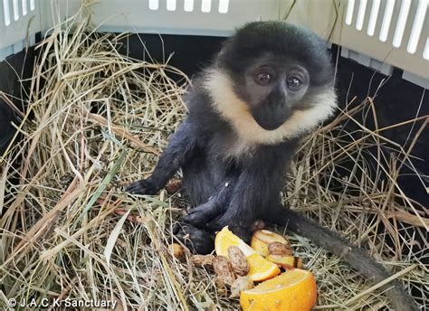 Donate To Rescue Monkeys From Cruelty Pasa