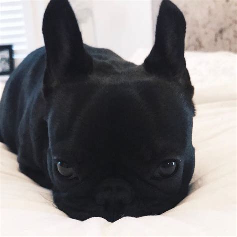 We started our family breeding program because we love dogs and the joy that these pups bring to our lives is immense, and we here at canadian frenchies hope that you and your family get the opportunity to. Blue Fawn French Bulldog Price French Bulldog Rescue Nc ...