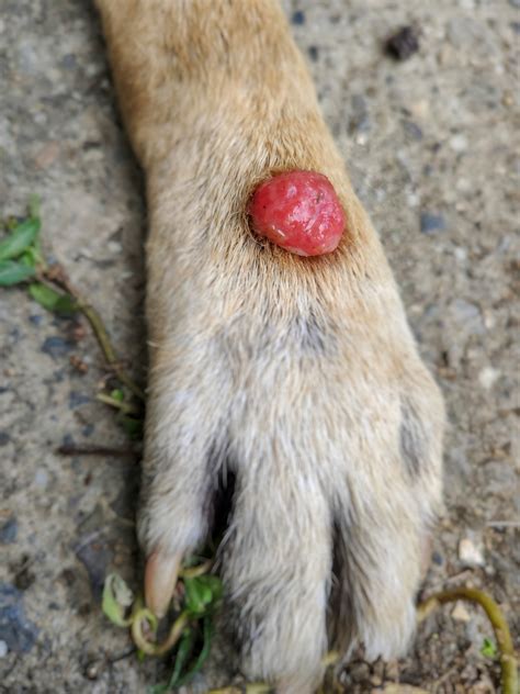 There are natural treatment options that work. How Dangerous are Histiocytoma Dog Tumors?