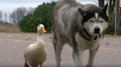 Dog And Duck Are Best Friends