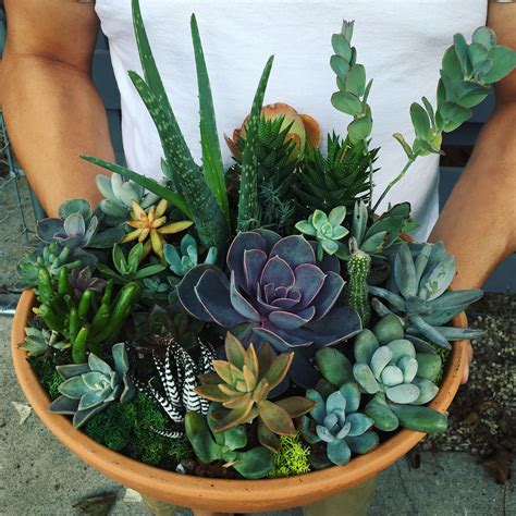 Succulent Arrangement Bowl ♥️ Succulent Arrangements Succulents Plants