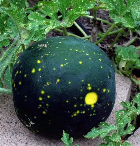 Heirloom Moon And Stars Watermelon Citrullus Lanatus 20 Seeds
