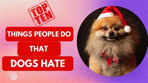 Top 10 Things People Do That Dogs Cant Stand And Hate And The Solution