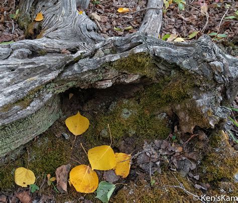 Aspen Leaves And Mossy Log Fallen Fall Aspen Leaves On An Flickr