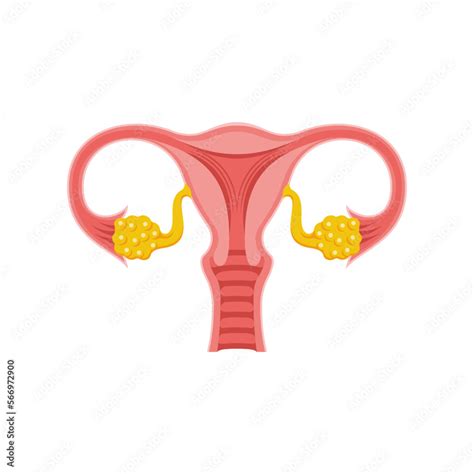 Female Reproductive System Woman Anatomy System Anatomy Diagram