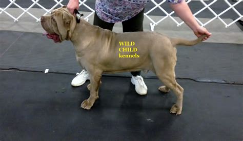 Gorgeous Neapolitan Mastiff Young Adult Tawny Male Is For Sale Mastino