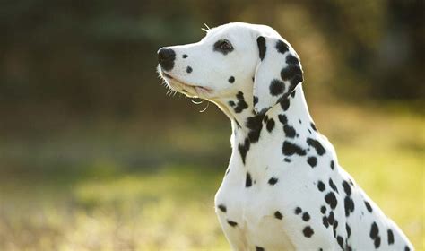 Dalmatian Poodle Mix Dalmadoodle A Complete Guide 2023 We Love