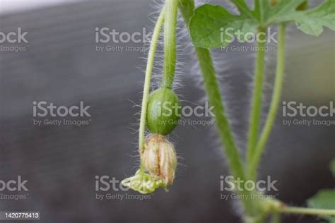 Growing Small Watermelons On A Branch Ovary Of The Fetus Stock Photo