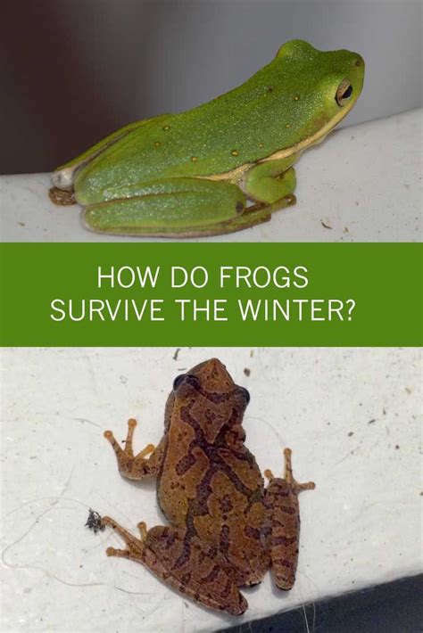 How Do Frogs Survive The Winter Frog Survival Frog Habitat