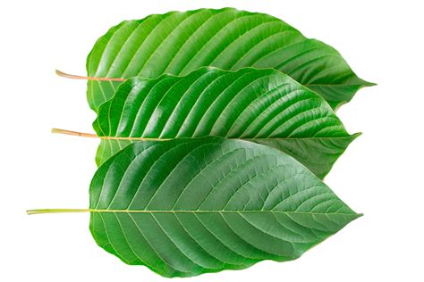 The Origins of Kratom: Discover its Native Roots & Journey